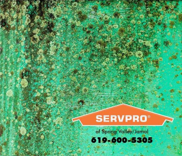 A green wall is covered with various types of mold, creating an abstract pattern. 