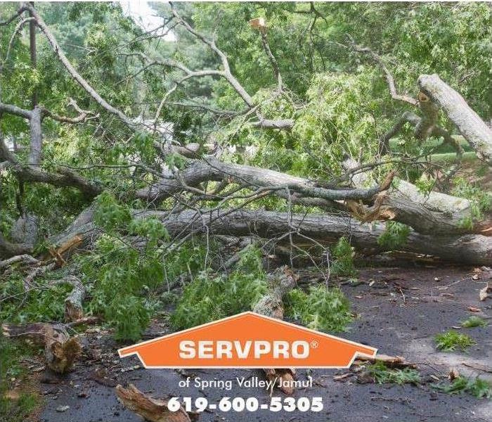 trees down on street